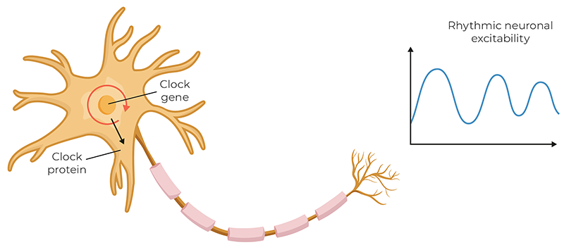 WIN_25_CraniosacralRhythm1 Illustration of transcription-translation feedback loop.