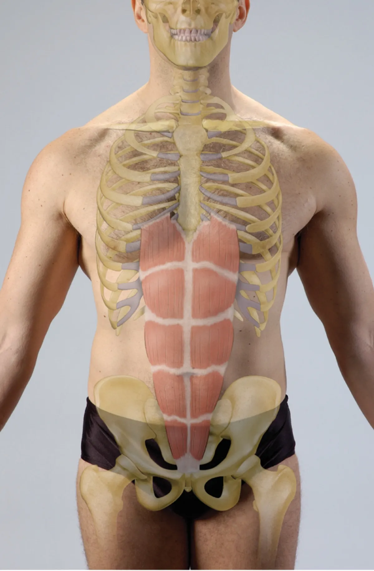 Rectus Abdominis Teaser Image Rectus Abdominis Teaser Image