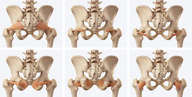 A display of the deep six lateral rotators.