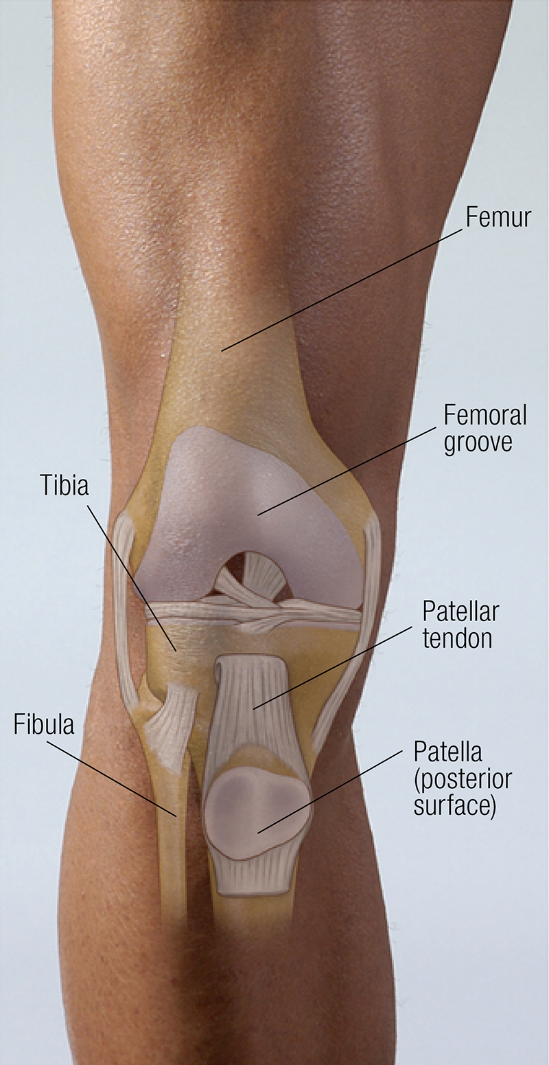 MA_19_FunctionalAnatomy2_800 MA_19_FunctionalAnatomy2_800