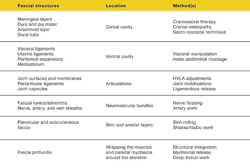 MJ_19_StructuralIntegration_FacialStructureChart_800