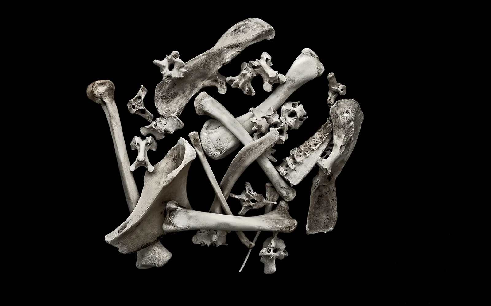 Life in the Bones Teaser Image Life in the Bones Teaser Image