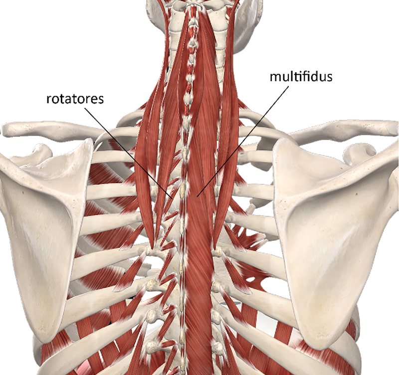 ND20_Managing Upper Back4