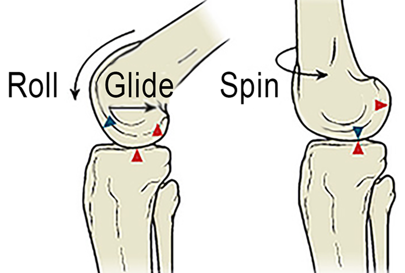 JA20_Bones as Levers2 JA20_Bones as Levers2