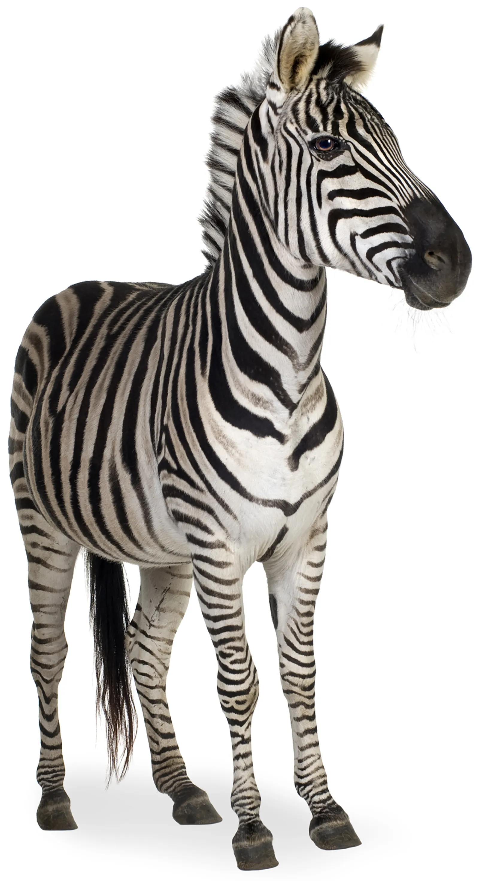 ND19_Ehlers-Danlos Syndrome ND19_Ehlers-Danlos Syndrome