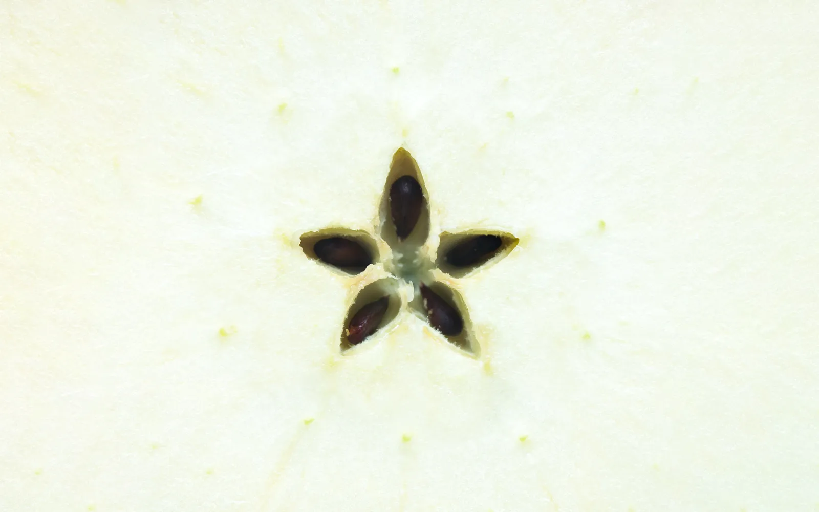 Wild Psoas Teaser Image Wild Psoas Teaser Image