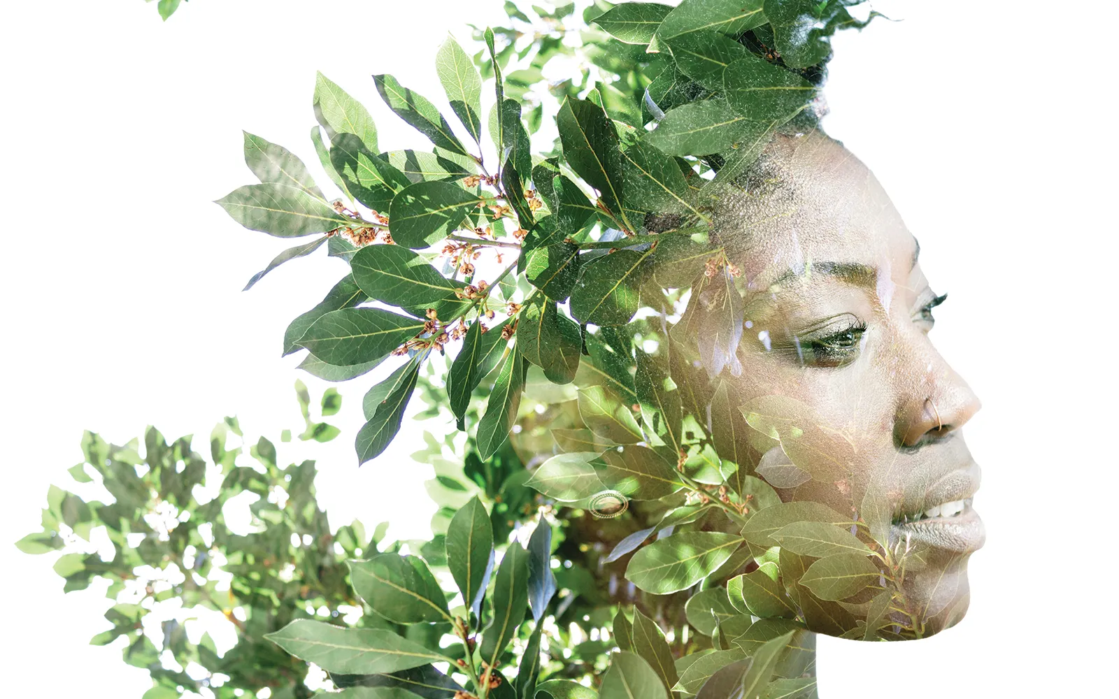 Tapping into the Wood Wide Web Teaser Image Tapping into the Wood Wide Web Teaser Image