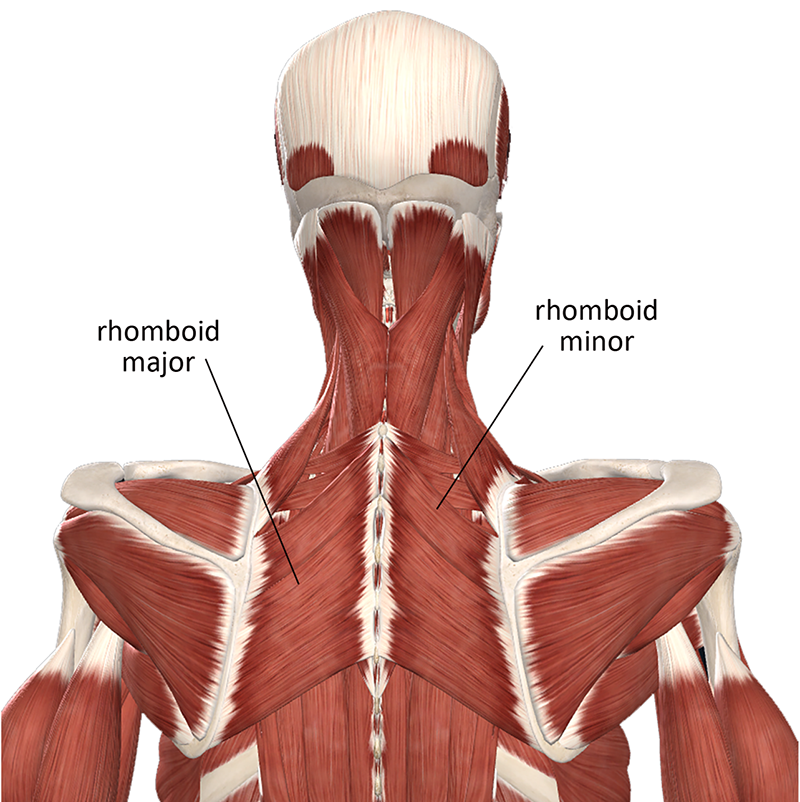 ND20_Managing Upper Back2