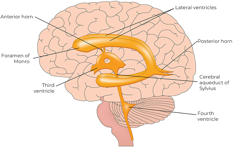 WIN_25_CraniosacralRhythm3 An illustrated brain depicting various points.