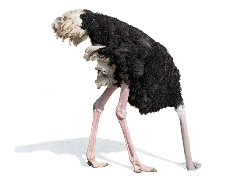 JF_19_A-ZGuide_OforOstrich_iStock-501937216_800 JF_19_A-ZGuide_OforOstrich_iStock-501937216_800
