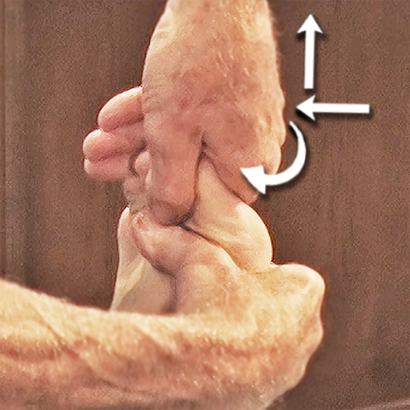 JF20_Myoskeletal4 JF20_Myoskeletal4