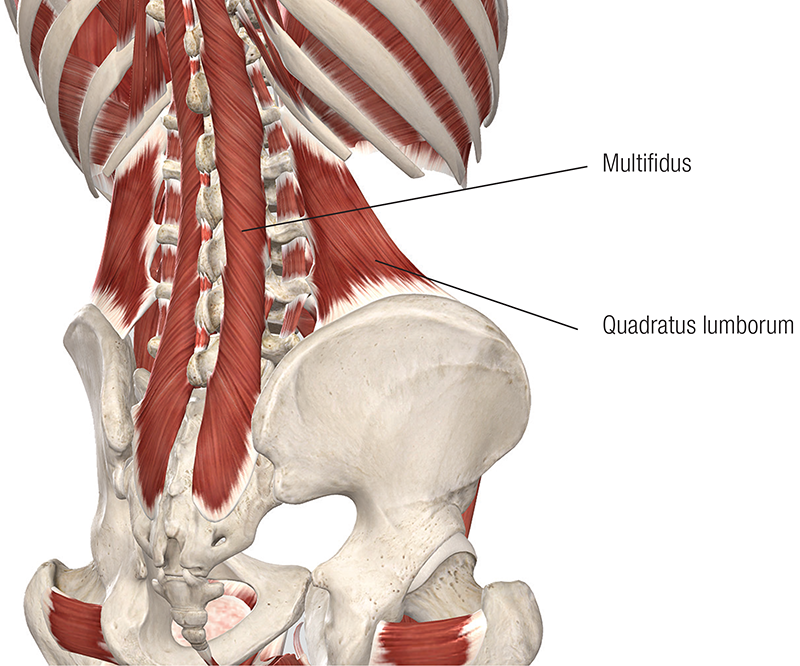 JF20_Lumbar Spine5 JF20_Lumbar Spine5