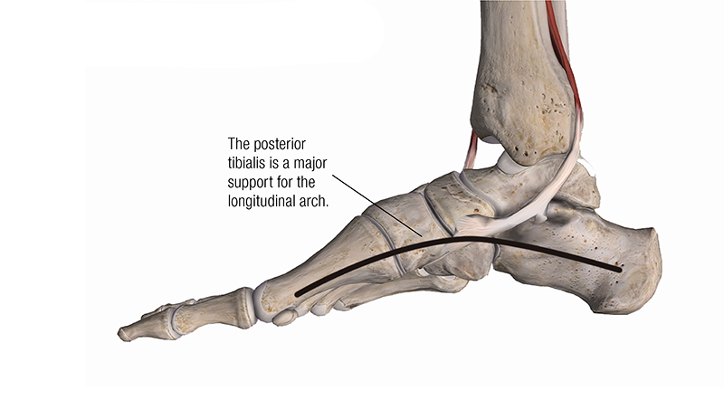 MA_19_ClinicalExplorations3_800 MA_19_ClinicalExplorations3_800