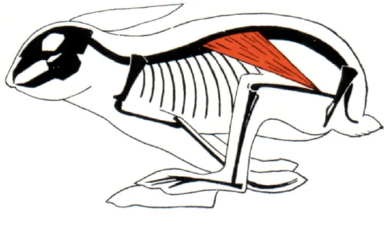 JF_19_CobraAtCore3B_rabbit_800 JF_19_CobraAtCore3B_rabbit_800