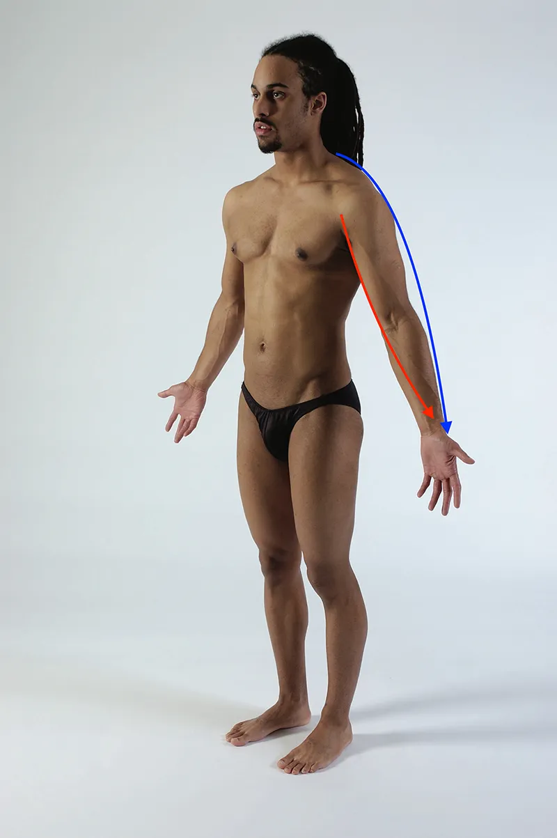 MJ_19_FunctionalAnatomy2_800 MJ_19_FunctionalAnatomy2_800