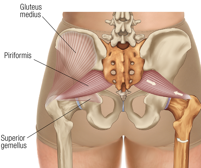 SO19_Stretching the Piriformis2 SO19_Stretching the Piriformis2