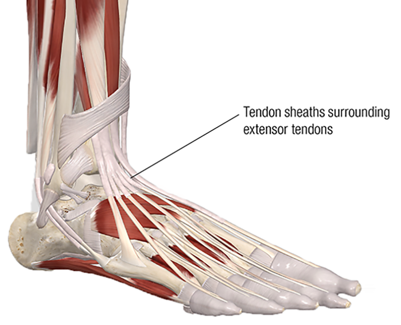 MA20_Clinical Explorations2 MA20_Clinical Explorations2