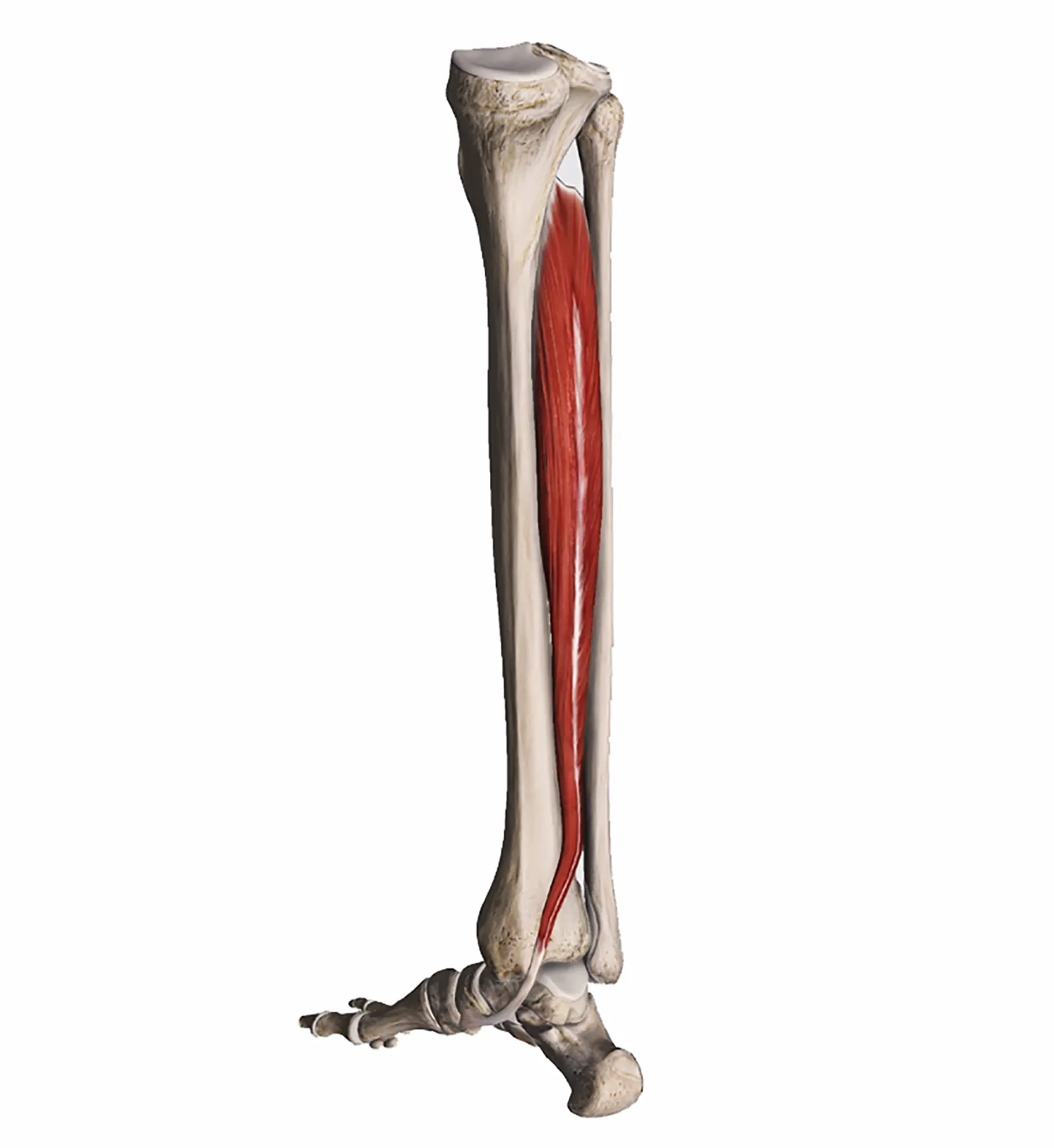 MA_19_ClinicalExplorations_Image1_1600 MA_19_ClinicalExplorations_Image1_1600