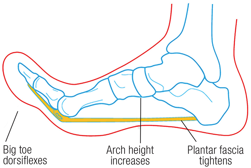 JF20_Myoskeletal2 JF20_Myoskeletal2