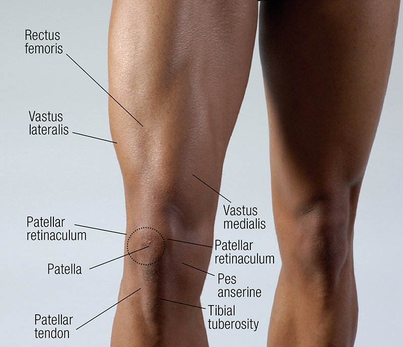 MA_19_FunctionalAnatomy1_800 MA_19_FunctionalAnatomy1_800