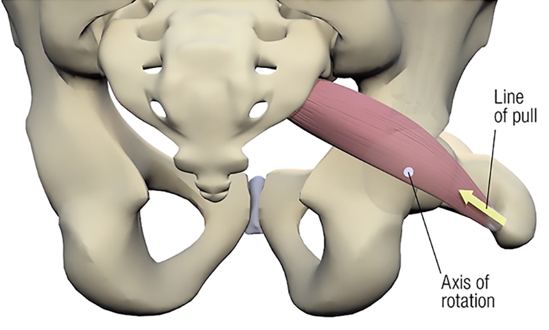 SO19_Stretching the Piriformis3B SO19_Stretching the Piriformis3B