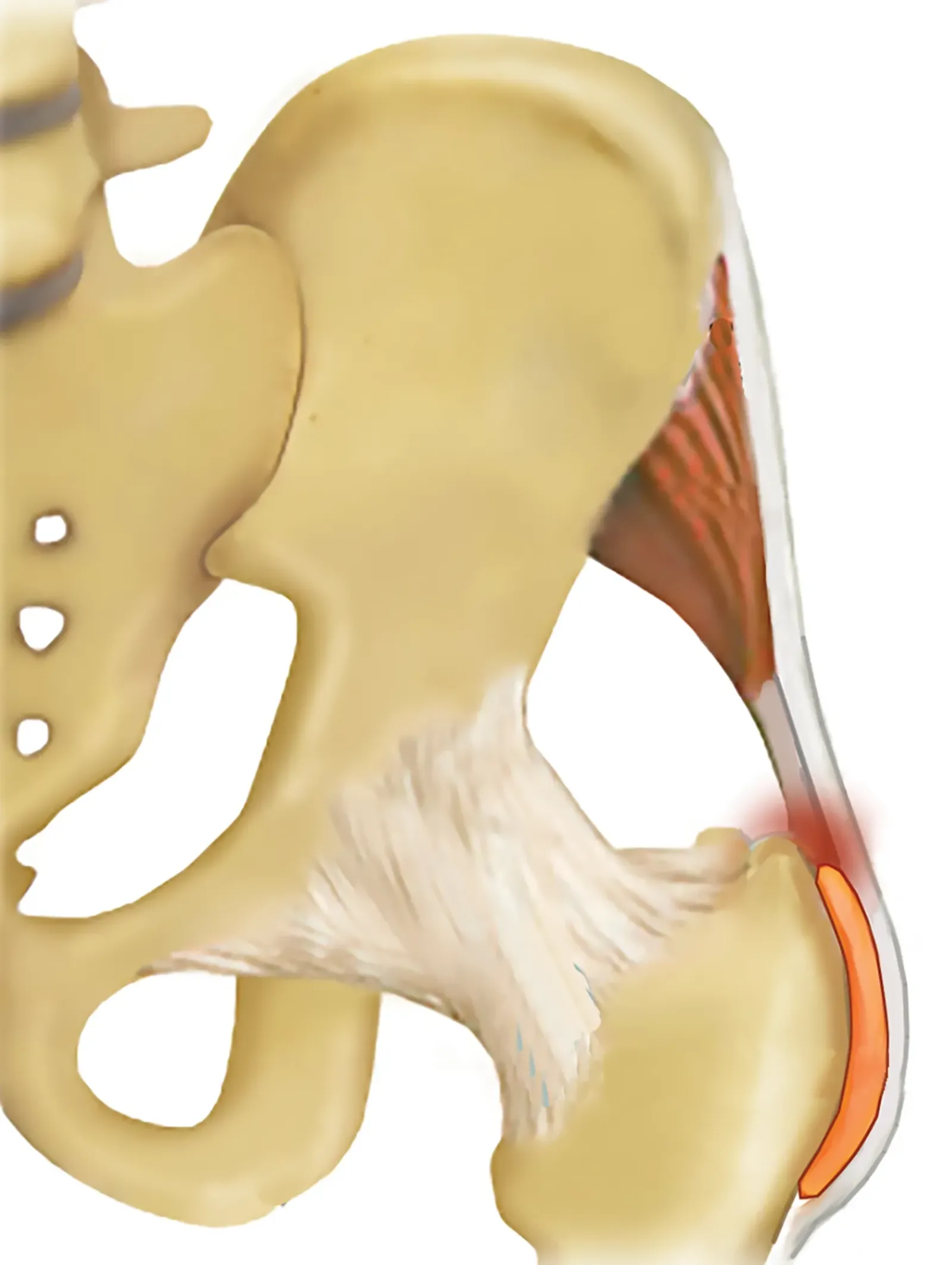 SO19_Healing the Hips1 SO19_Healing the Hips1