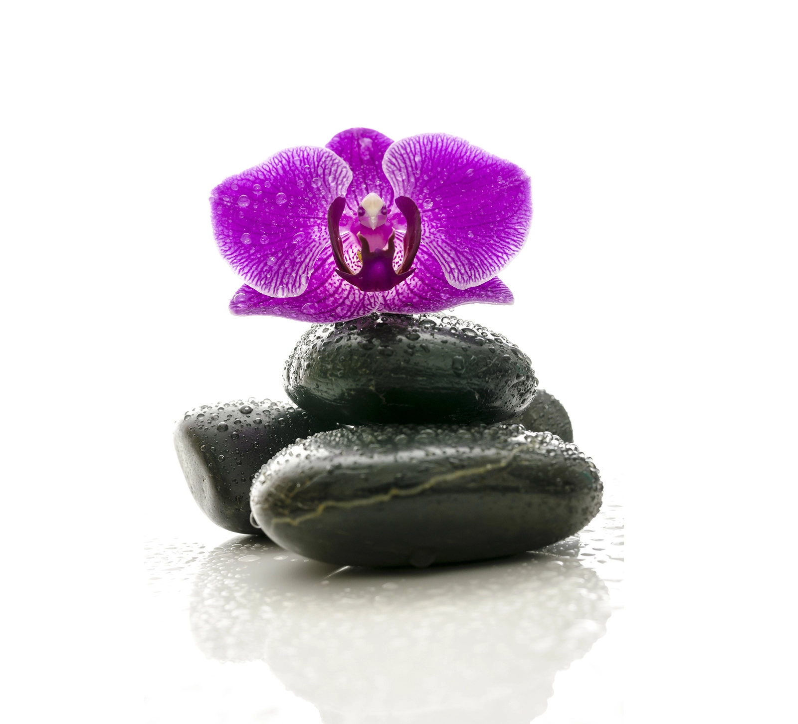 Feelings, Thoughts, and Perceptions Teaser Image Feelings, Thoughts, and Perceptions Teaser Image