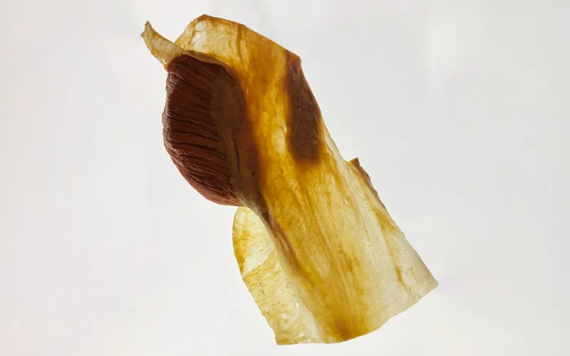 Fascia Research Congress5 Plastinate Fascia Research Congress5 Plastinate