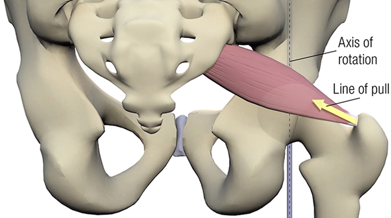SO19_Stretching the Piriformis3A SO19_Stretching the Piriformis3A