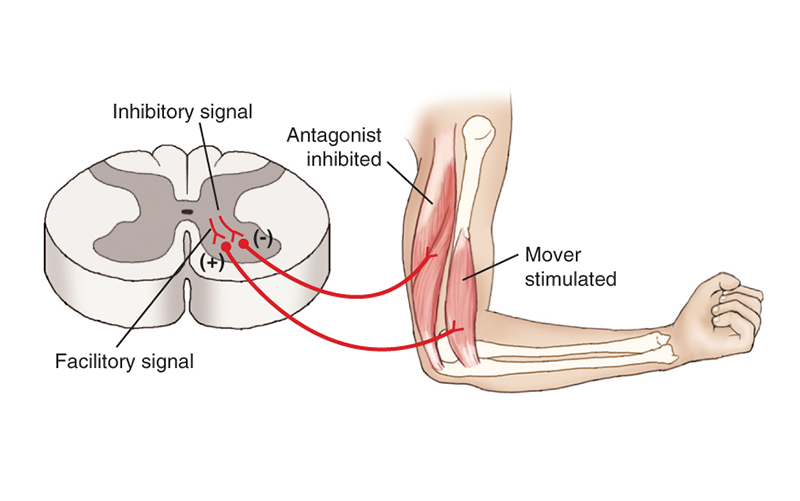 MJ_19_StretchingTheNeck5A_800