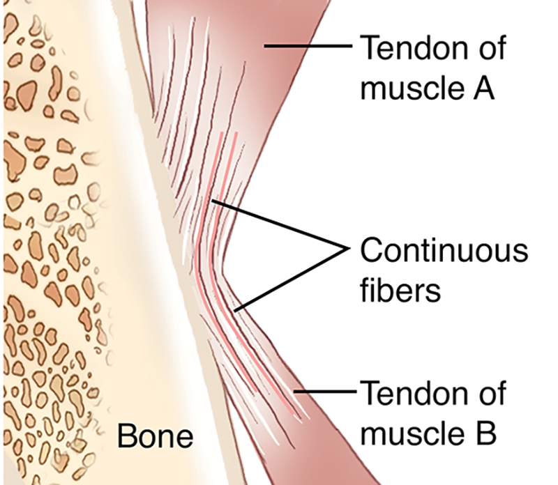 MJ20_MusclesStretched_Meridian1