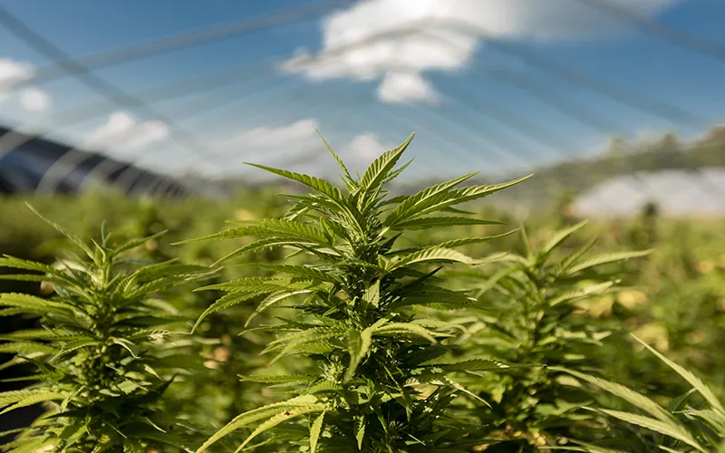 CBD and Massage Teaser Image CBD and Massage Teaser Image