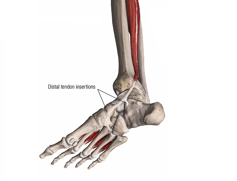 MA_19_ClinicalExplorations2_800 MA_19_ClinicalExplorations2_800