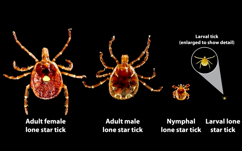 ND_18_Tick Lifecycle2
