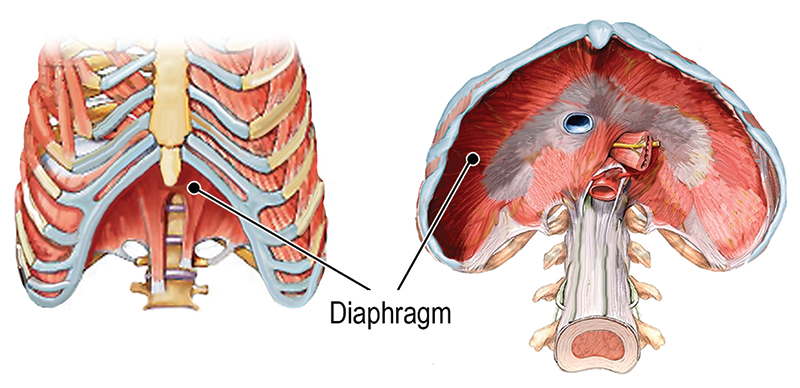 ND20_Techniques for Belly Bloat2 ND20_Techniques for Belly Bloat2