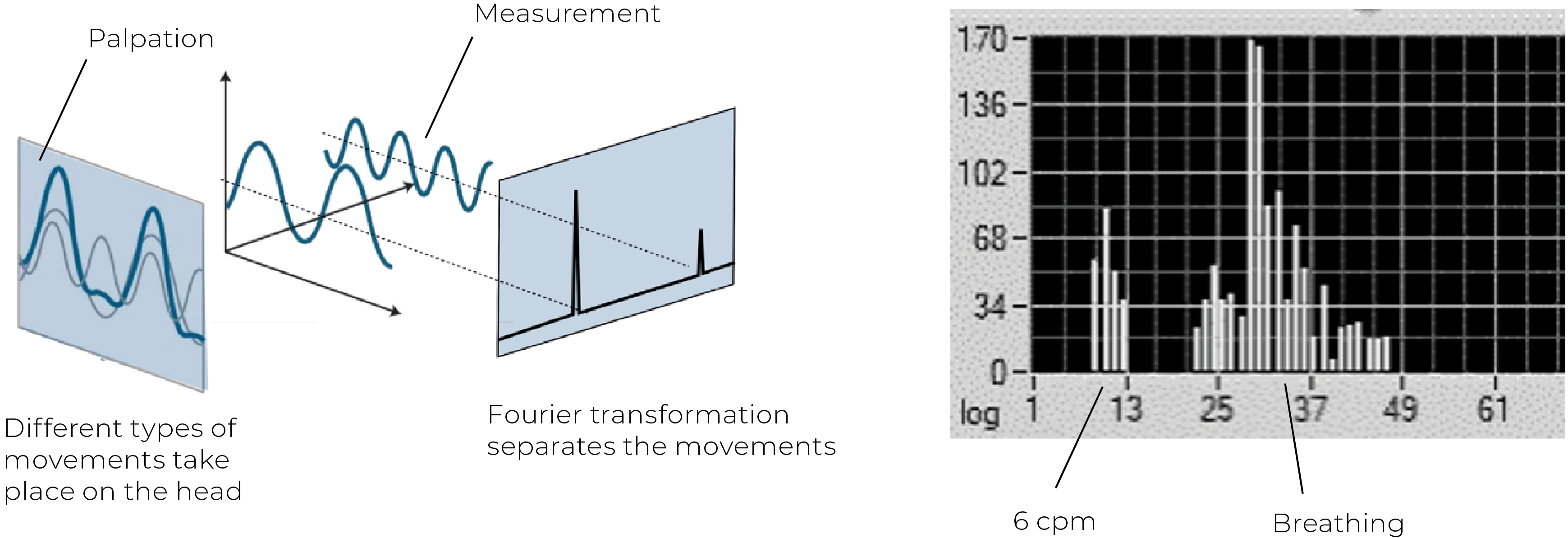 WIN_25_CraniosacralRhythm2 Two graphs showing specific rhythms.